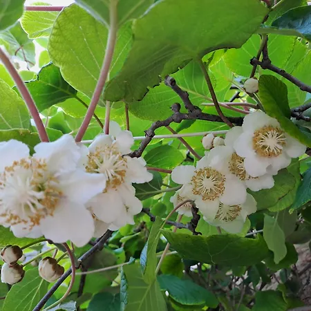Проживання в сім'ї Azalea Сієна